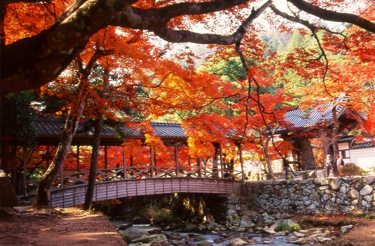 広島屈指の紅葉の名所 佛通寺 と もみじまつりの 三景園 宇和島自動車